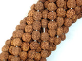 Rudraksha Beads, 7.5mm-8mm Round Beads-BeadXpert