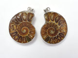 Ammonite Pendant, Fossil Pendant, with Silver Tone Base Metal Bail 1 piece