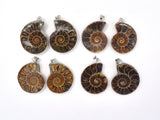 Ammonite Pendant, Fossil Pendant, with Silver Tone Base Metal Bail 1 piece