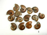 Ammonite Opalized Fossil Whole Shell, 1 piece-BeadXpert