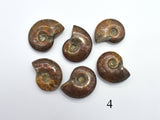 Ammonite Opalized Fossil Whole Shell, 1 piece-BeadXpert