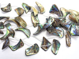 Abalone (18-25)x(28-35)mm Free Form Beads, Side Drilled, 14 Inch-BeadXpert